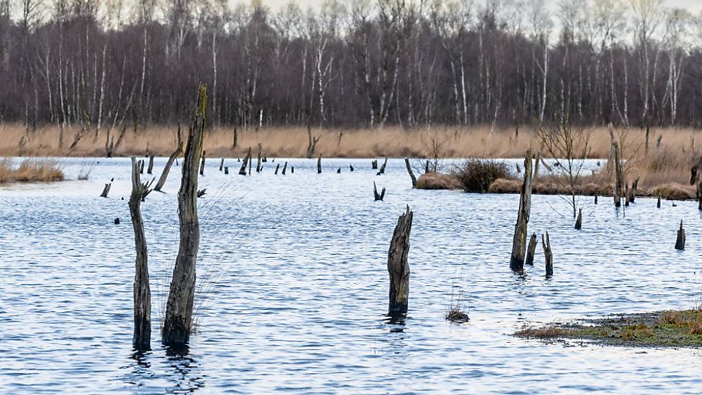 Umkämpftes EU-Naturschutzgesetz tritt in Kraft