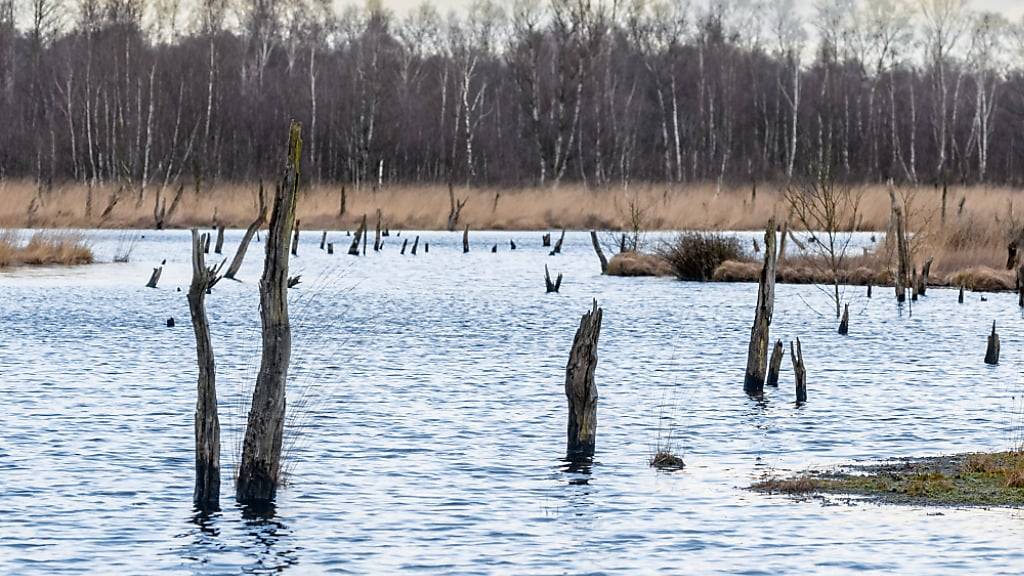 Ein Teil des über Jahrzehnte abgetorften Wittmoors im deutschen Bundesland Schleswig-Holstein wurde bereits wieder vernässt. Mit dem neuen EU-Naturschutzgesetz sollen weitere Moorgebiete folgen. (Archivbild)