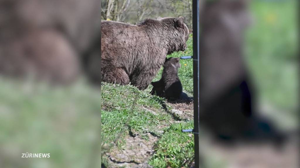Tapsiger Nachwuchs: Baby-Bären im Tierpark Goldau zeigen sich