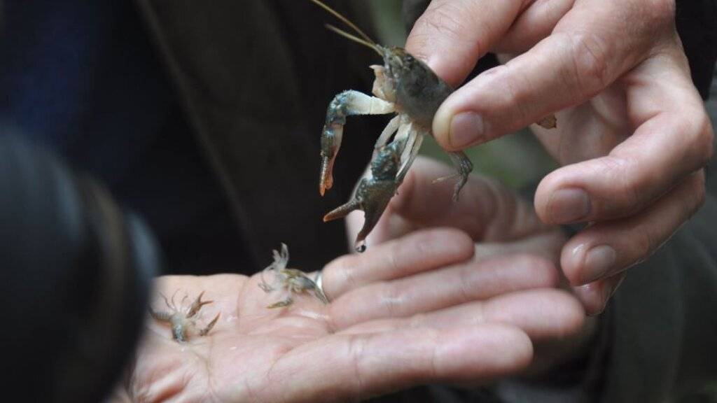 Naturschützer setzen bedrohte Steinkrebse im Sihlwald aus