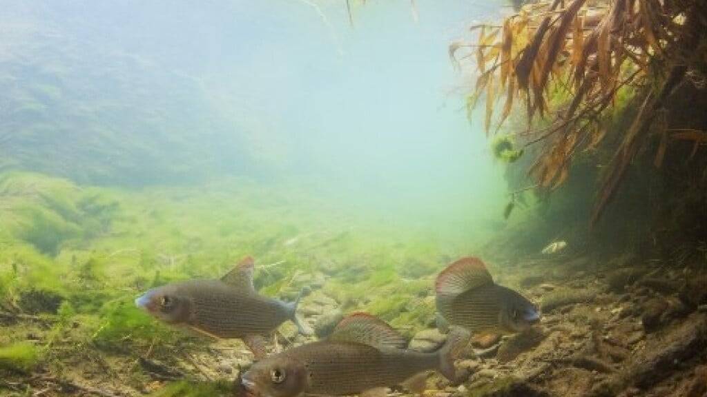 Fische geben wertvolle Hinweise darauf, wie es den Gewässern geht. Die kälteliebenden Äschen spüren die Folgen des Klimawandels und sind in Schweizer Flüssen immer seltener zu finden.