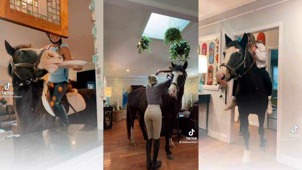 Hier steht ein Pferd im Wohnzimmer