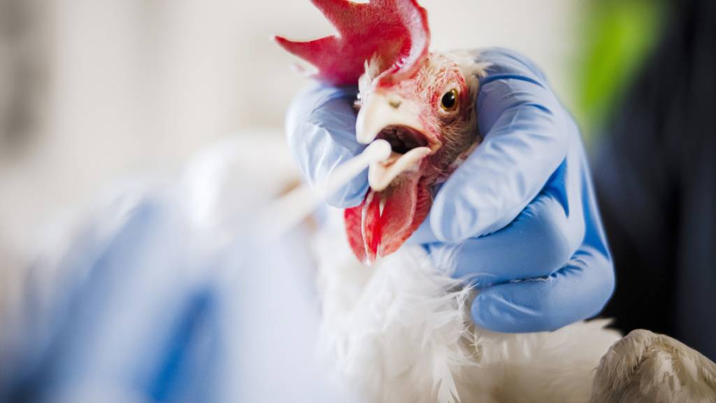 Was du jetzt über die Vogelgrippe wissen solltest