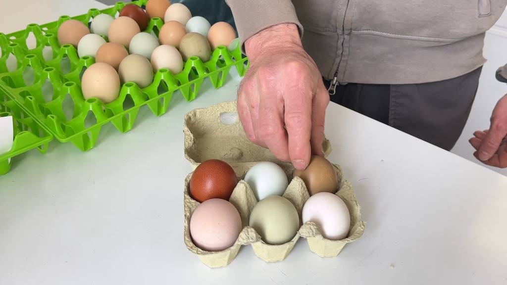 In Trüllikon kommen die farbigen Eier direkt ab Huhn