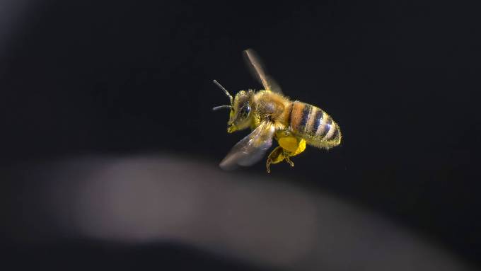Grössere Brüste dank Pollen – Tiktok-Trend ist nicht nur für Bienen gefährlich