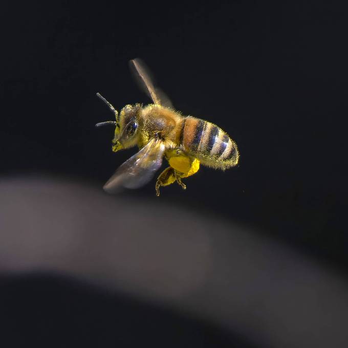 Grössere Brüste dank Pollen – Tiktok-Trend ist nicht nur für Bienen gefährlich
