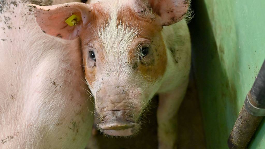Die Afrikanische Schweinepest grassiert im benachbarten Europa: Schwein im Stall eines infizierten Mastbetriebs Landkreis Emsland in Deutschland. (Archivbild)
