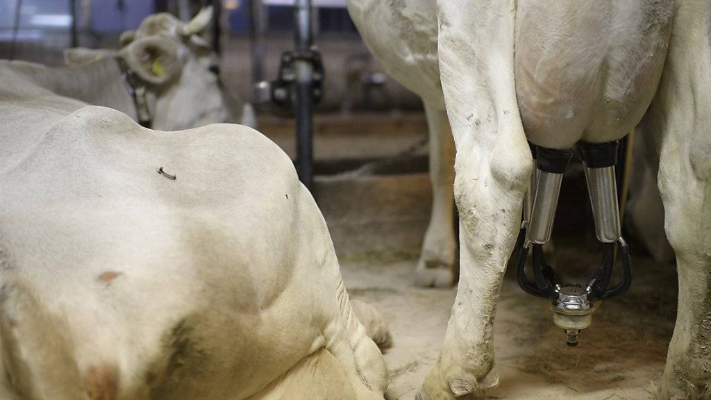 Keine Preisanpassung: Die Branchenorganisation Milch erhöht den Milchpreis nach dem trockenen Sommer nicht. (Themenbild)
