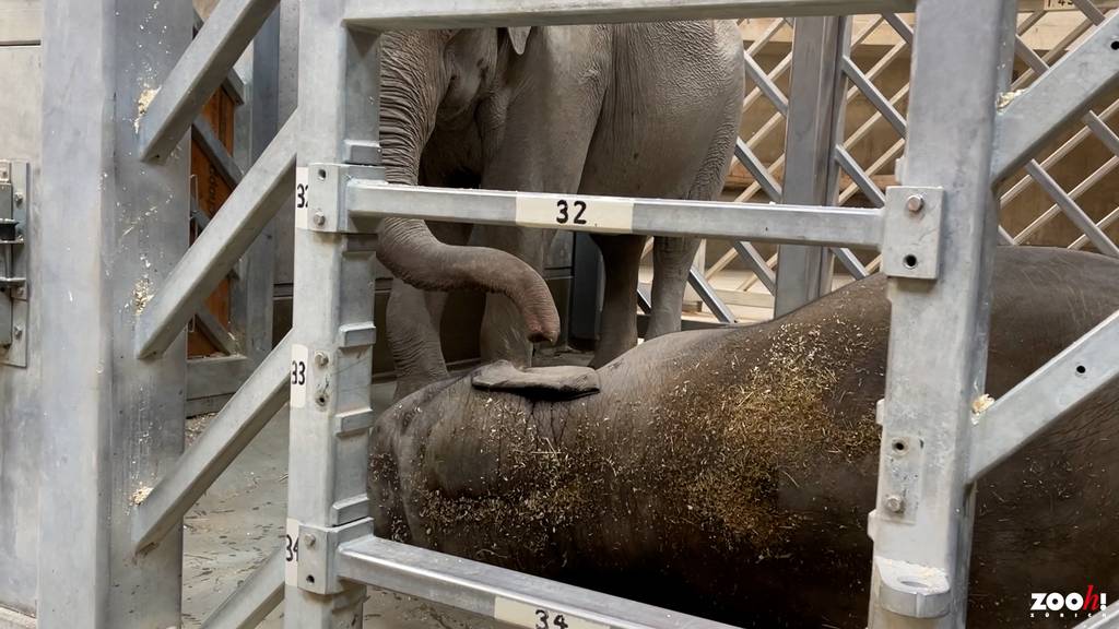 Hier verabschieden sich Mutter und Schwester von toter Elefantenkuh Omysha