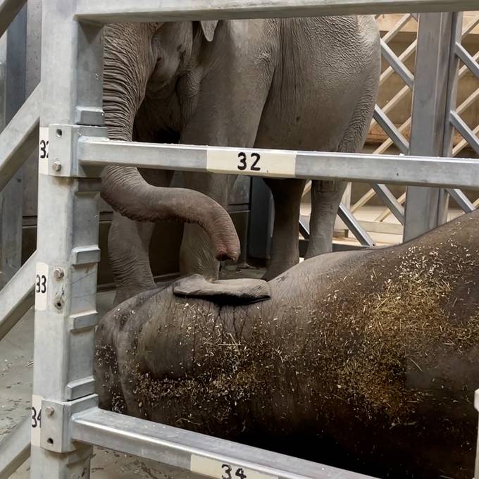Hier verabschieden sich Mutter und Schwester von toter Elefantenkuh Omysha