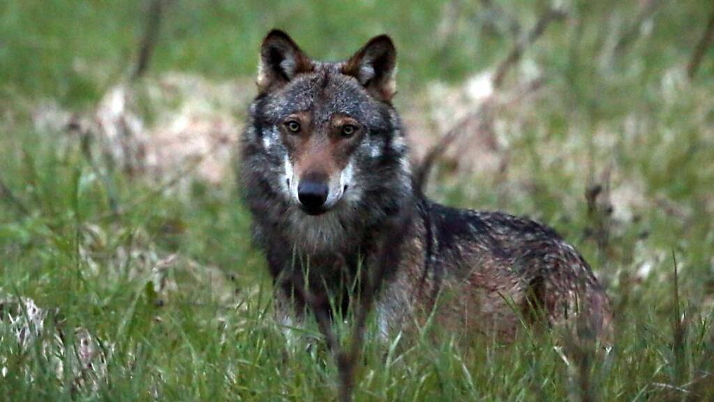 Der Verein Schutz der ländlichen Räume vor Grossraubtieren fordert in einem offenen Brief an Bundesrätin Sommaruga rasch Massnahmen gegen die «unkontrollierte Ausbreitung des Wolfs». (Archivbild)