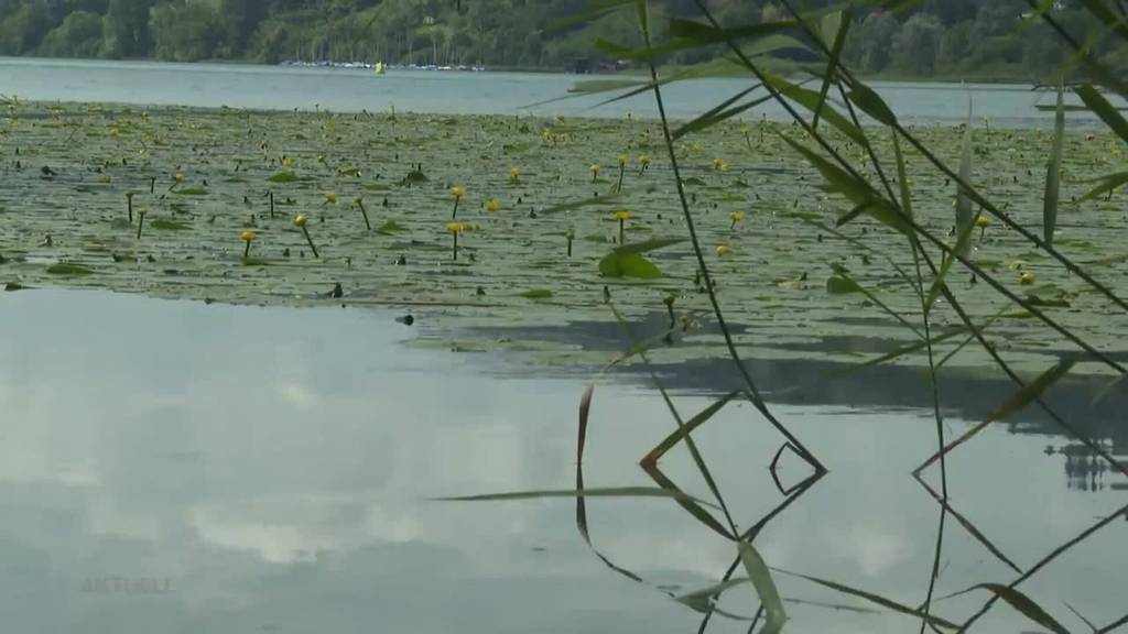 Diese Aufgaben hat Urs Camenzind als Ranger am Hallwilersee