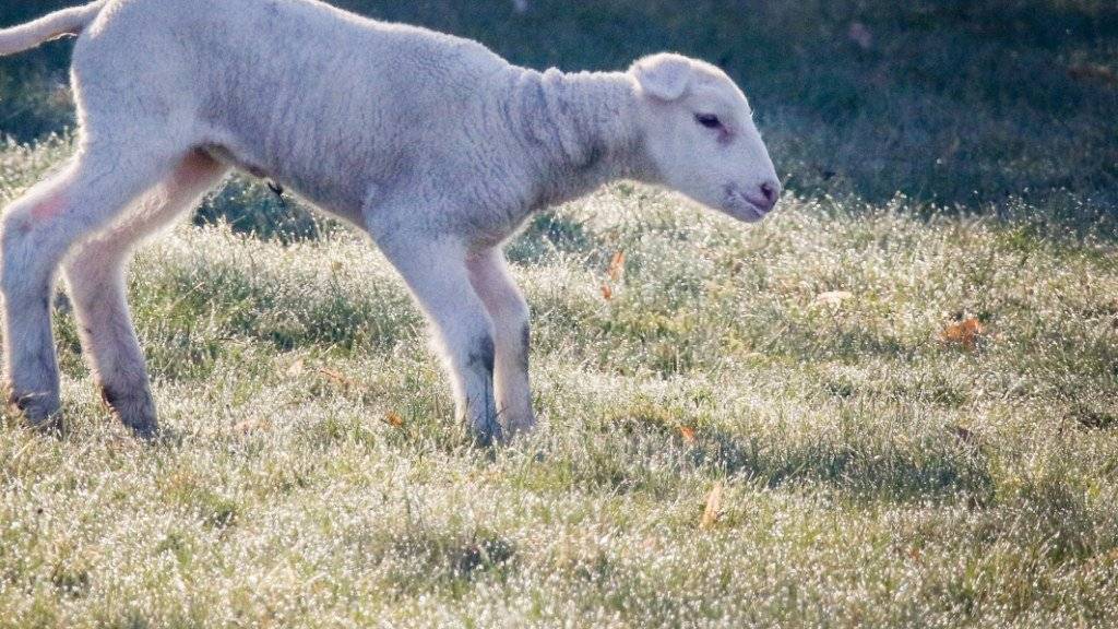 Böse Überraschung für einen Walliser Schafhalter: Rund 40 seiner Jungtiere wurden ihm vor Ostern gestohlen. (Archivbild)