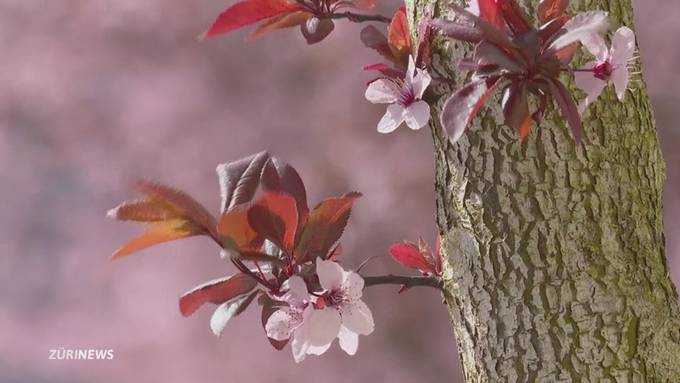 Kirschblüten-Pracht in Zürich