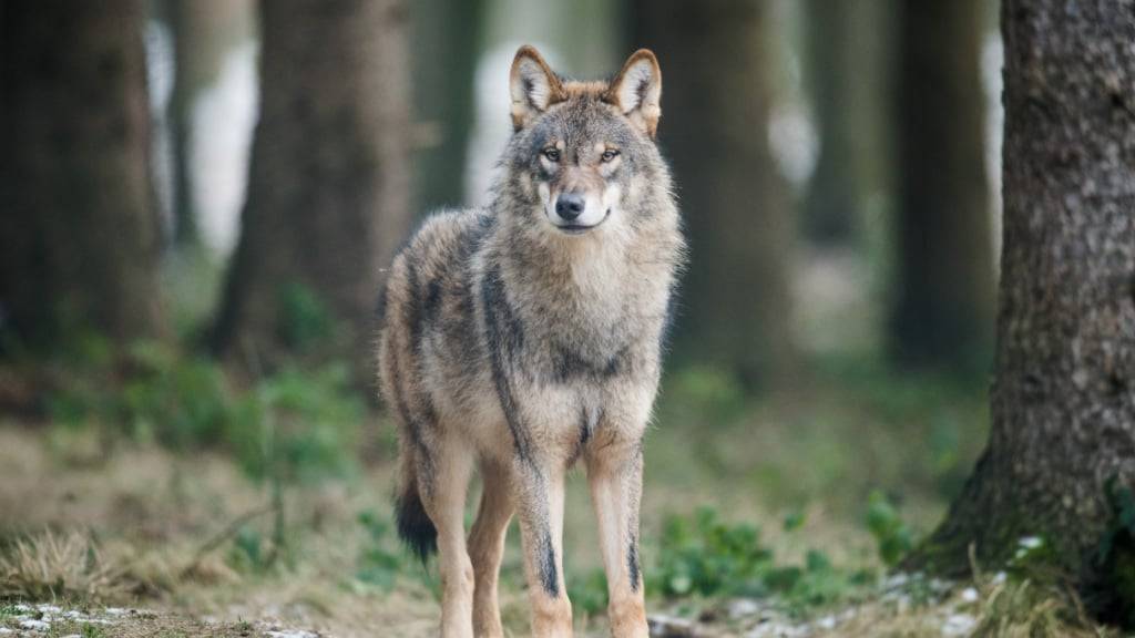 Der Ständerat will den Abschuss von Wölfen auch in Jagdbanngebieten ermöglichen. (Archivbild)