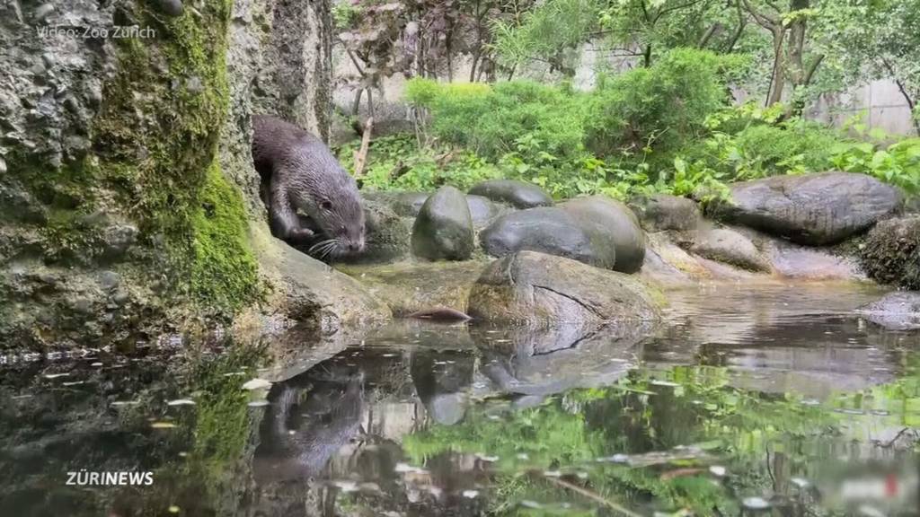 Fischotter-Dating: Wie sich Cleo und Tom im Zoo Zürich näher kommen