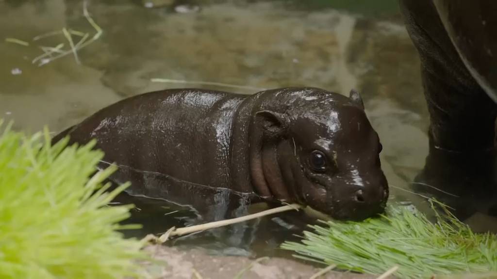 Ein Zwergflusspferd-Baby erkundet sein Gehege