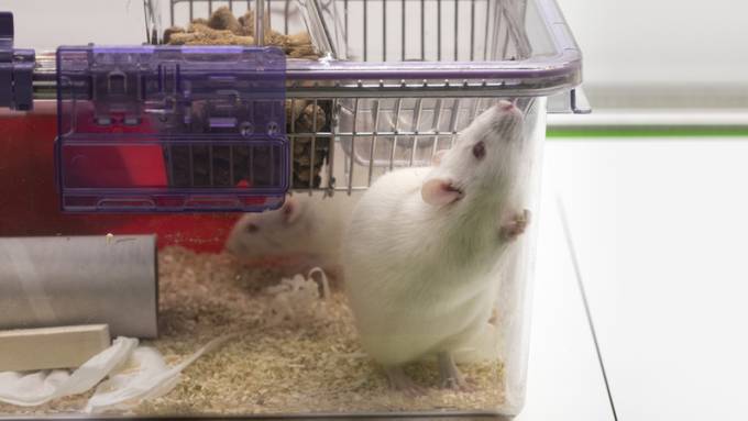 Auch zugedröhnten Ratten fehlt Zi­vil­cou­ra­ge 