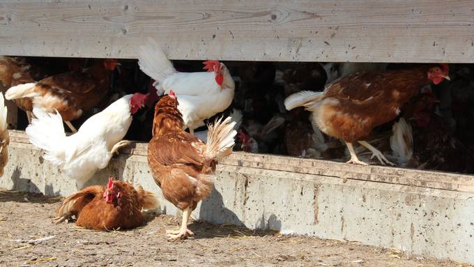 1000 junge Hühner müssen wegen Salmonellen getötet werden