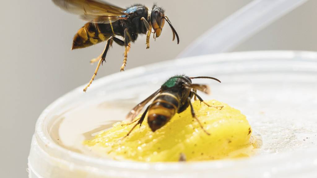 Asiatische Hornisse breitet sich im Kanton Schwyz weiter aus