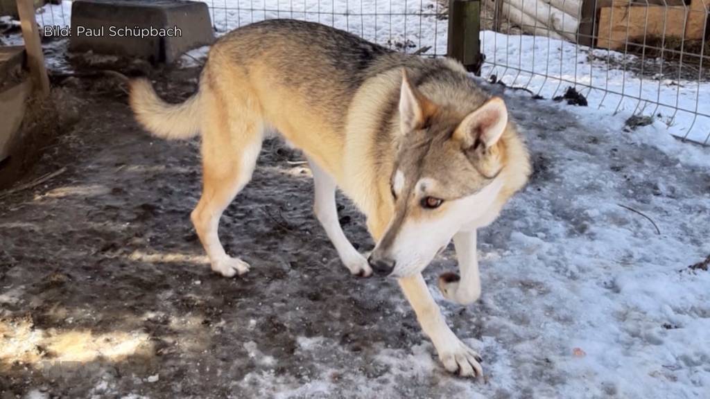 Hundedieb in Röthenbach: Lupo aus Zwinger gestohlen