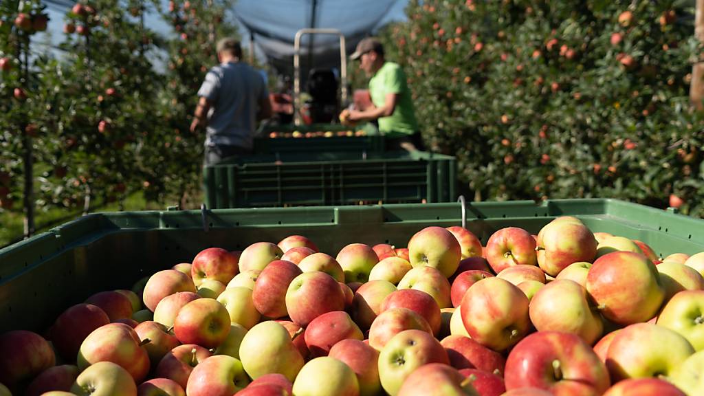 KI prognostiziert 2024 grössere Birnen- und Apfelernte