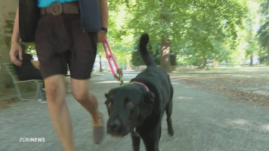 Zürcher Präventionskampagne für sichere Hundebegegnungen