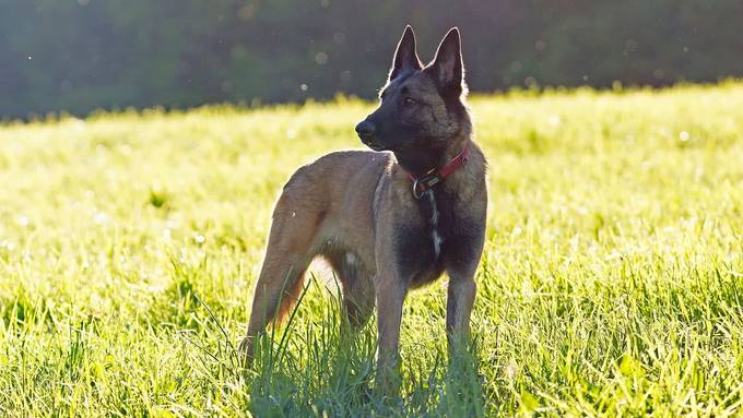 Polizeihund Quma spürt im Maisfeld in Deitingen Einbrecher auf