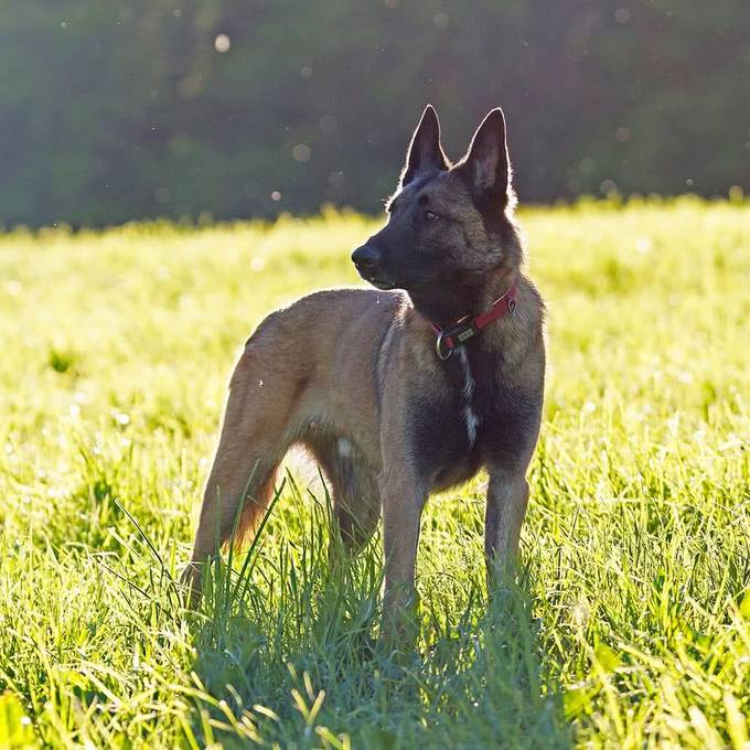 Polizeihund Quma spürt im Maisfeld in Deitingen Einbrecher auf