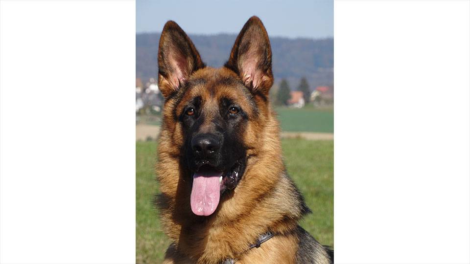 Athos Schäferhund (braun-schwarz)