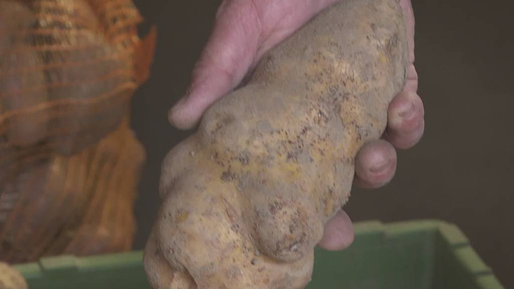 «Schon nicht schön»: Kartoffelbauern leiden unter extremen Wetterbedingungen 