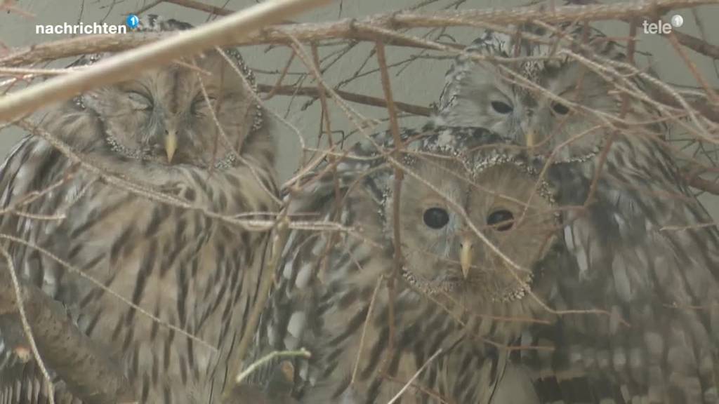 Neues Gehege für die Eulen im Tierpark Goldau