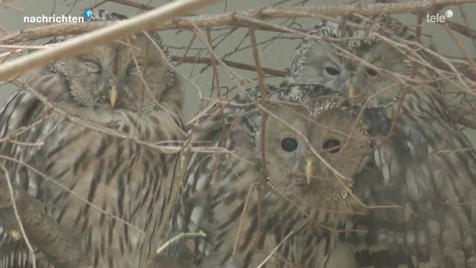 Neues Gehege für die Eulen im Tierpark Goldau