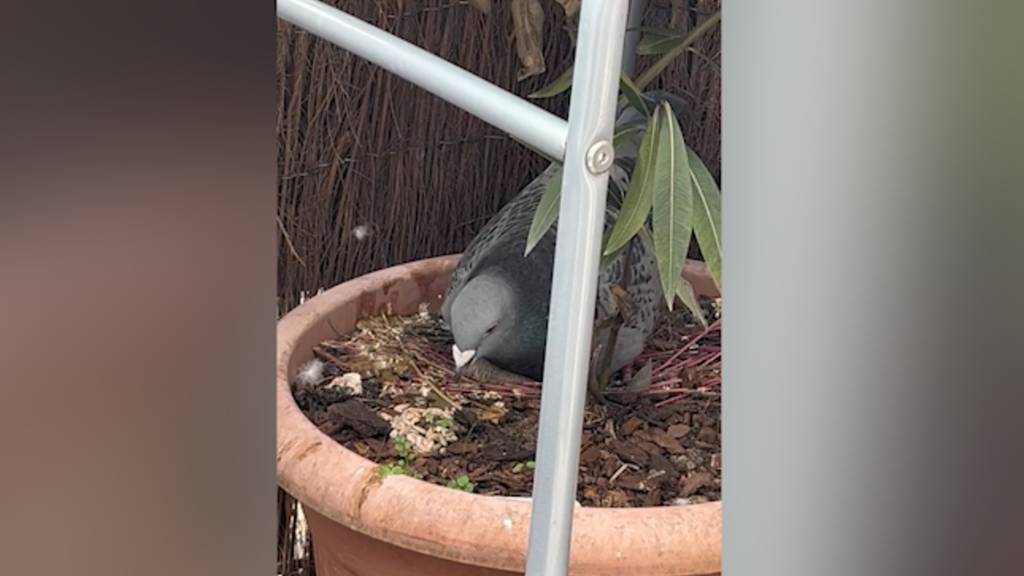 Ei auf Balkon ausgebrütet: «Tauben Muddi» geht auf Tiktok viral 