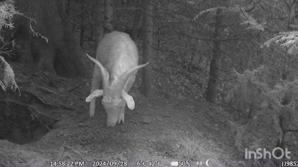 Geissbock in Gretzenbach ausgebüxt und auf der Flucht