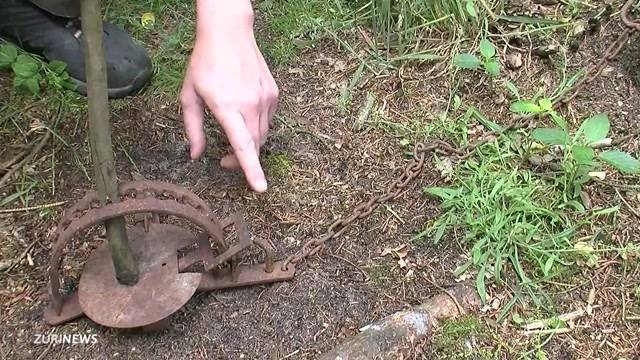 Igel mit illegaler Tellerfalle getötet