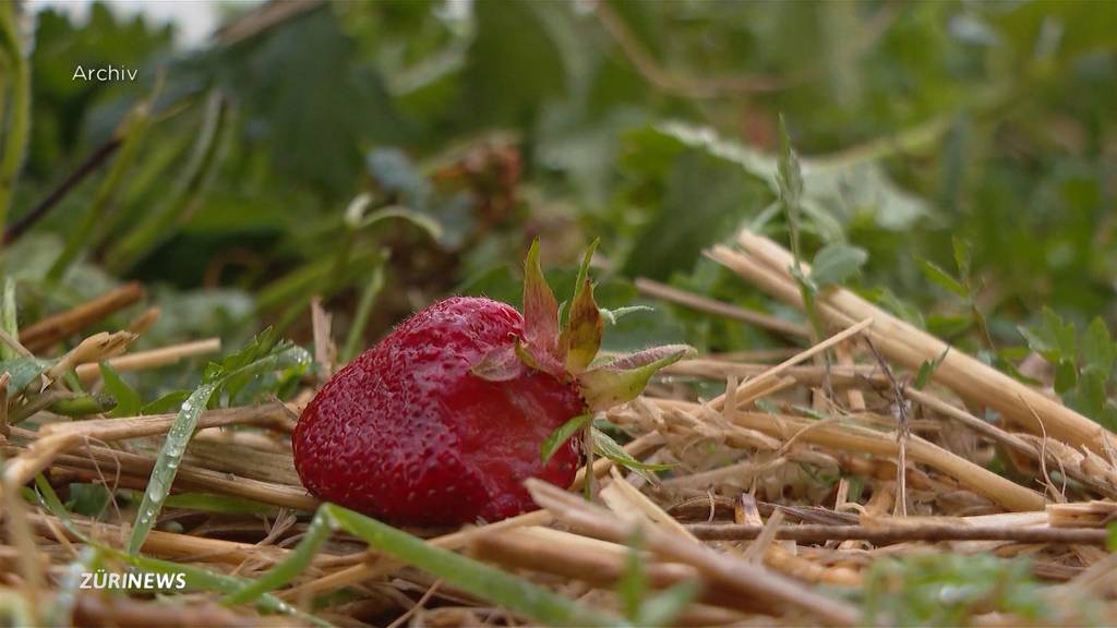 Drohen bald Lieferengpässe bei Schweizer Gemüse, Obst und Getreide?