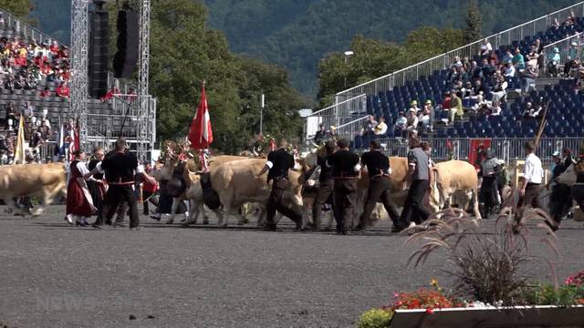 Kuhherde an Unspunnenfest brennt durch