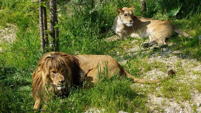 Löwe Atlas hat eine blutige Nase