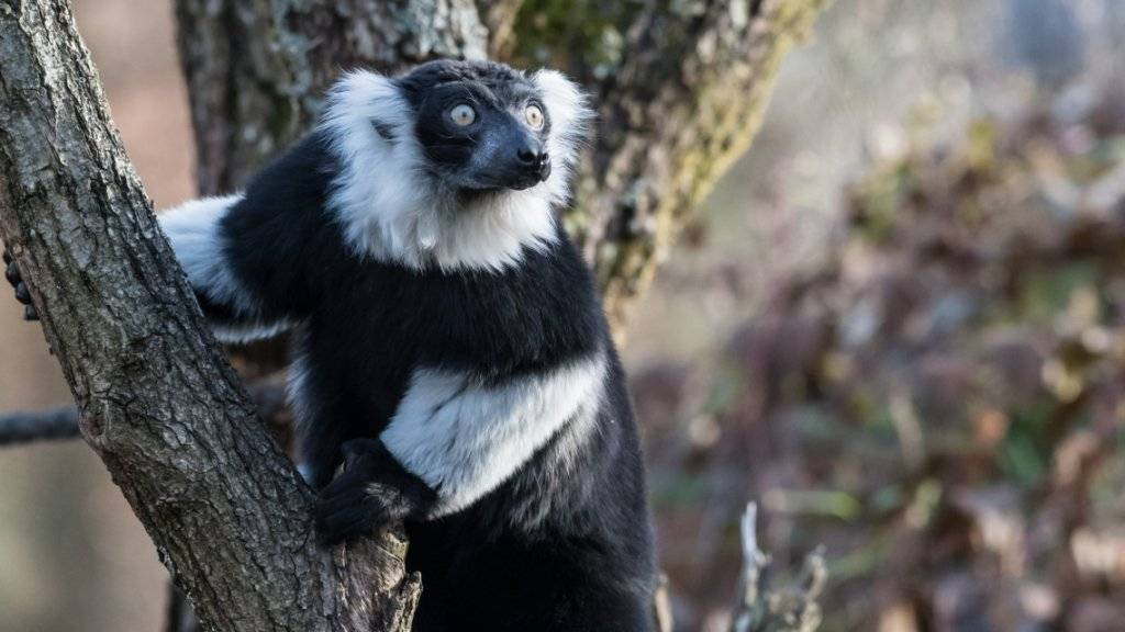 Neue Bewohner im Basler «Zolli»: Zwei Vari-Männchen erkunden ihr neues Zuhause auf der Insel beim Restaurant-Weiher des Zoologischen Garten Basel.