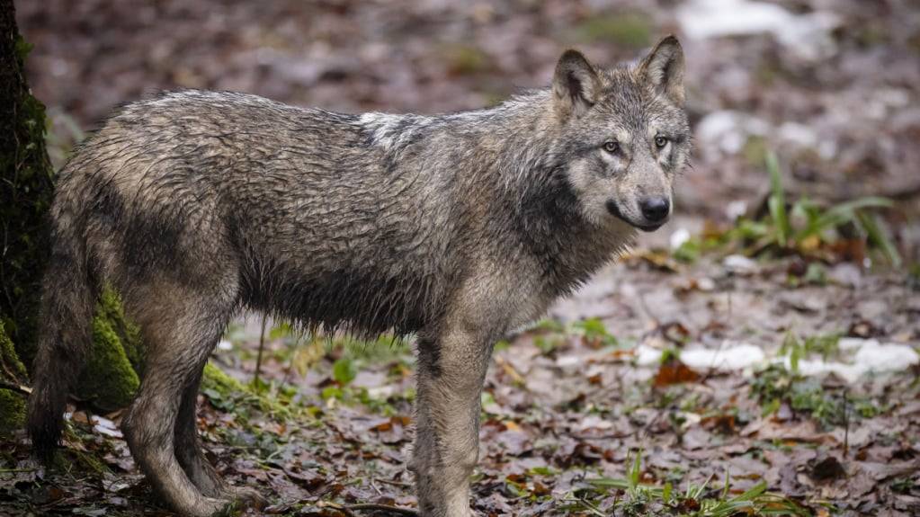 Ein erwachsener Wolf in einem Zoo. Der Kanton Wallis hat vor allem Jungtiere im Visier. (Archivbild)