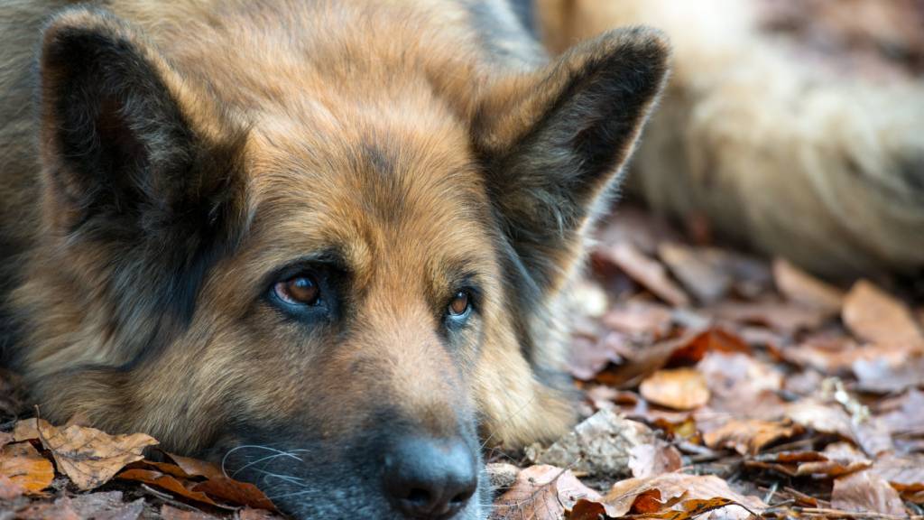 Berner Studie zeigt den Einfluss des Menschen auf Hundehirne