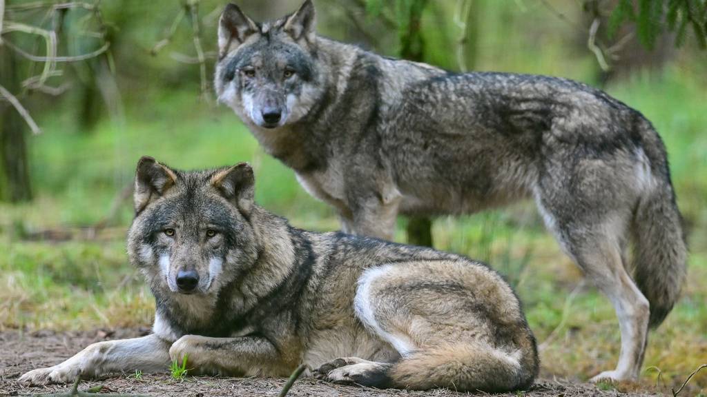 Im Kanton Wallis und in den angrenzenden Gebieten leben 13 Wolfsrudel. Im Bild Wölfe in einem Zoo. (Archivbild)