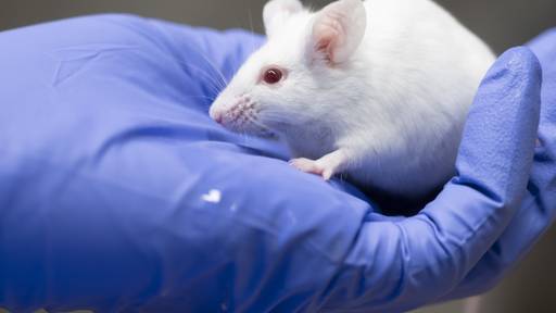KI-Bewertungen sollen Leid von Labortieren einschätzen
