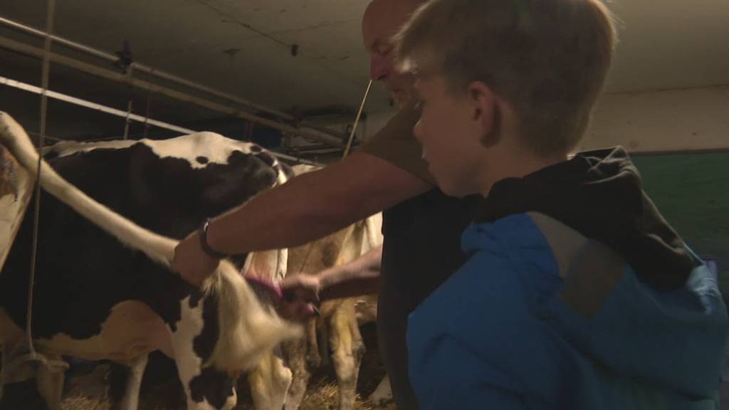 Klassenreise mal anders: Schüler packen an Gaiser Viehschau mit an