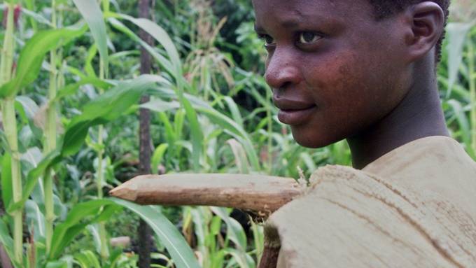  Auf Kakaoplantagen von Lindt & Sprüngli arbeiten Kinder