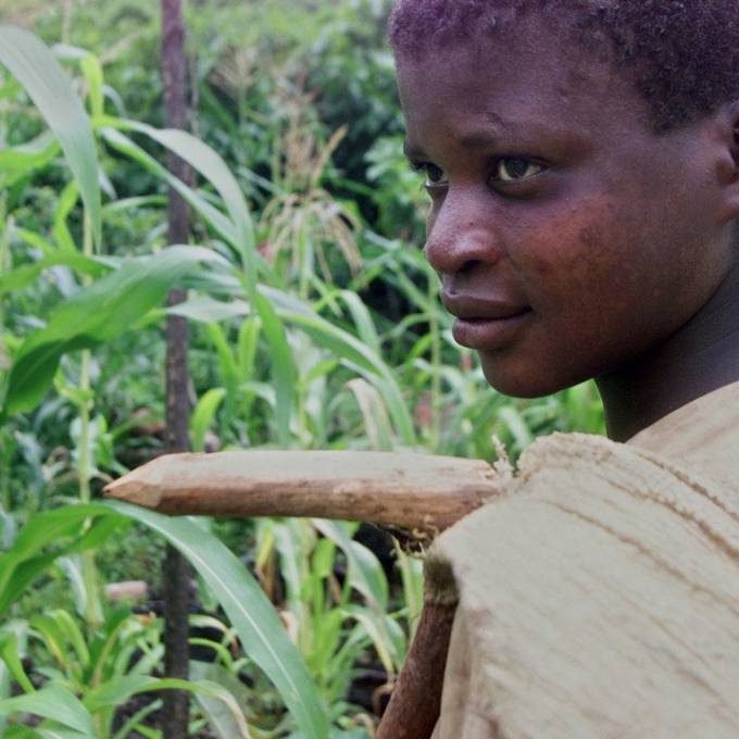  Auf Kakaoplantagen von Lindt & Sprüngli arbeiten Kinder