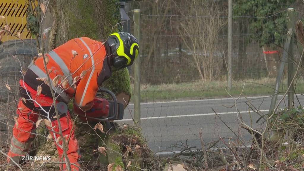 Wegen Miniautobahn: Fläche von 8 Fussballfeldern im Hardwald bei Bülach abgeholzt