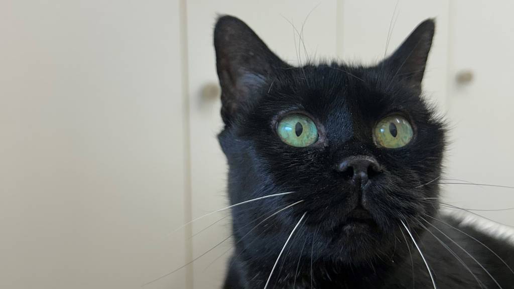 Nera Begheera