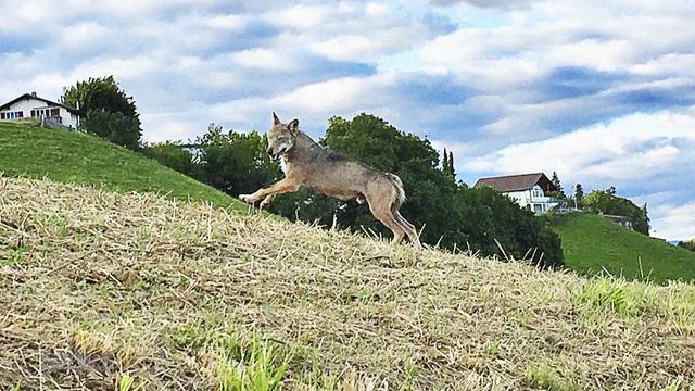 «Es ist ein junger, neugieriger Wolf»